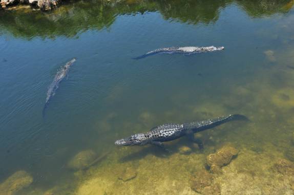 Rio repleto de jacarés no Parque Nacional Everglades, no sul da Flórida, nos Estados Unidos